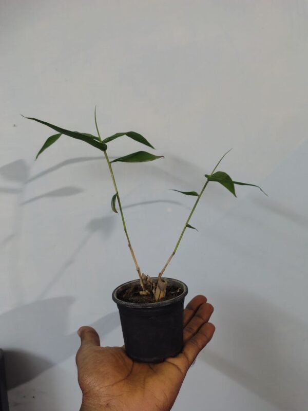 Golden Bamboo